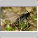 Stylops melittae - Faecherfluegler m10 5mm.jpg